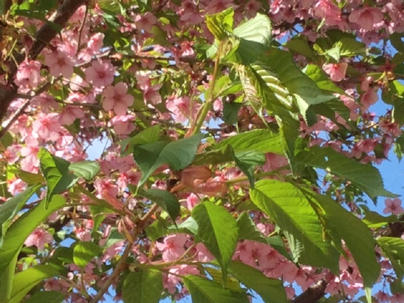 河津桜も葉桜になる頃