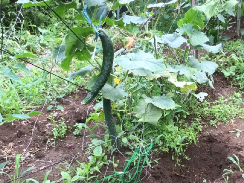 《ミヨーの菜園》きゅうり