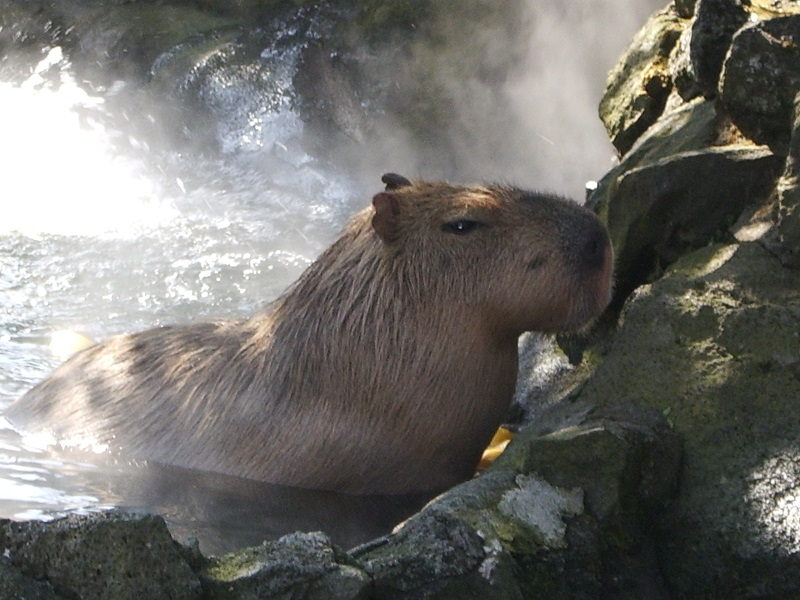 シャボテン公園　「温泉のカピバラ」