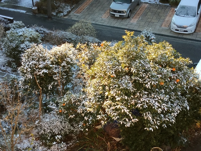 ２０１７．２．１１　雪の朝の甘夏蜜柑の木