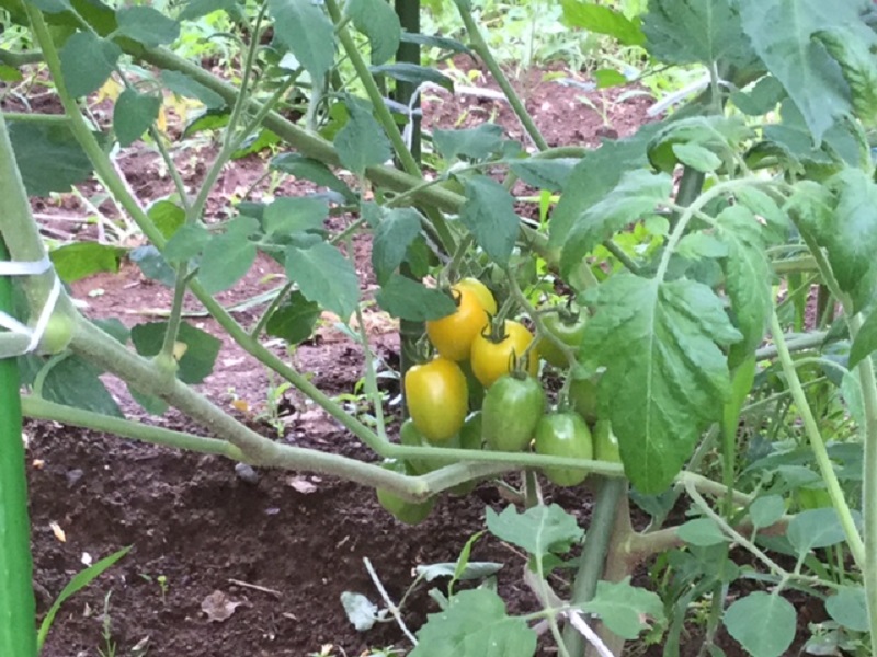 《ミヨーの菜園》黄色のミニトマト