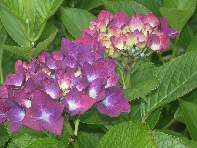 赤紫色の紫陽花の花