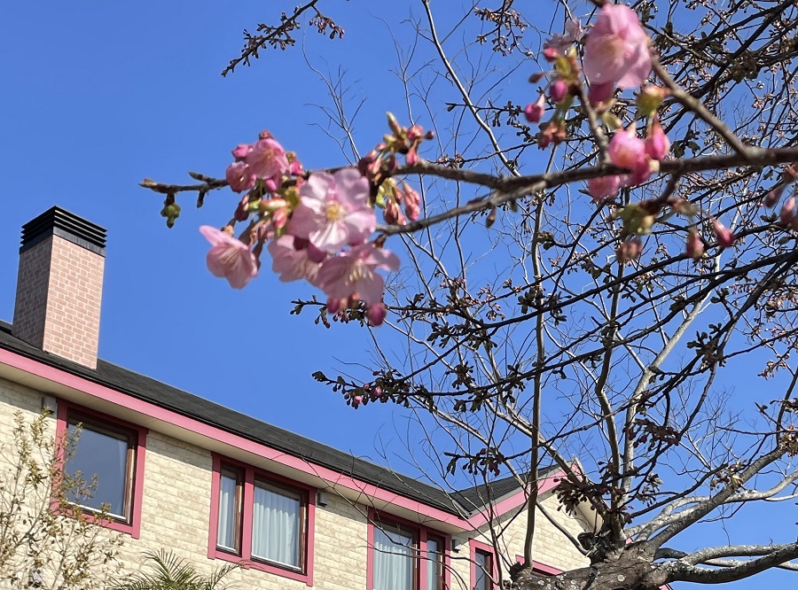 令和８年１月　河津桜が早い！