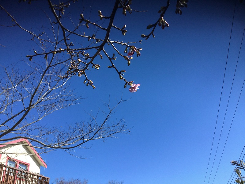 河津桜が咲き始める！（１月）