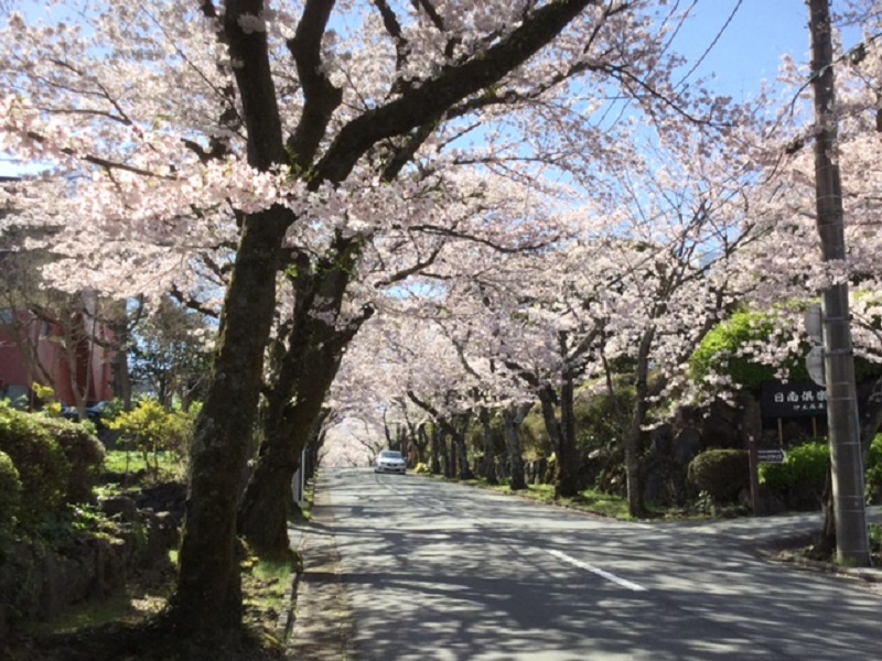 伊豆高原桜並木の桜のアーチ