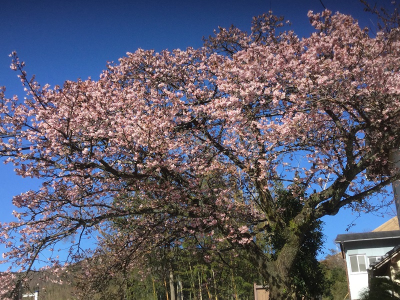 当館近く里山の寒桜