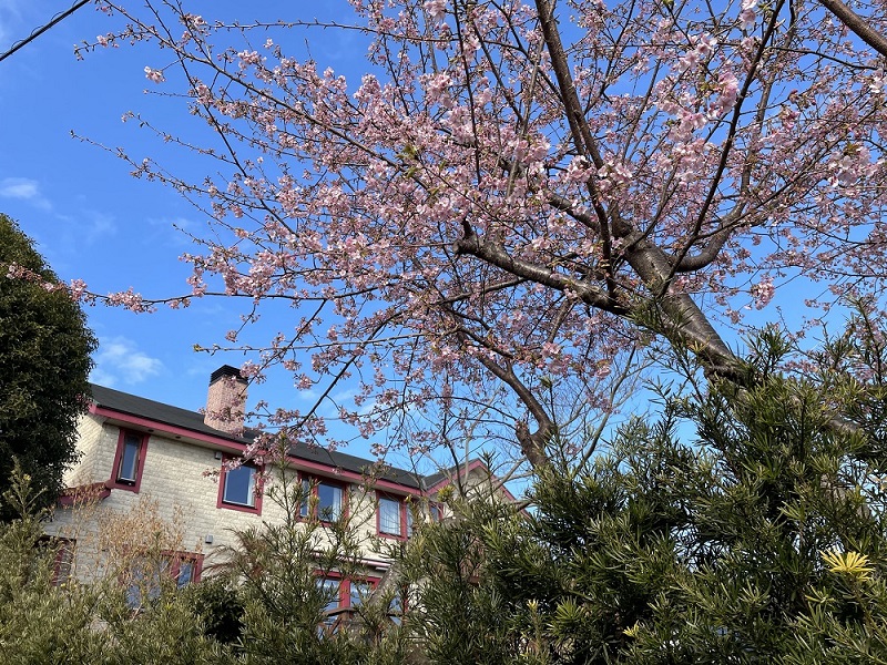 当館と河津桜（２０２３）