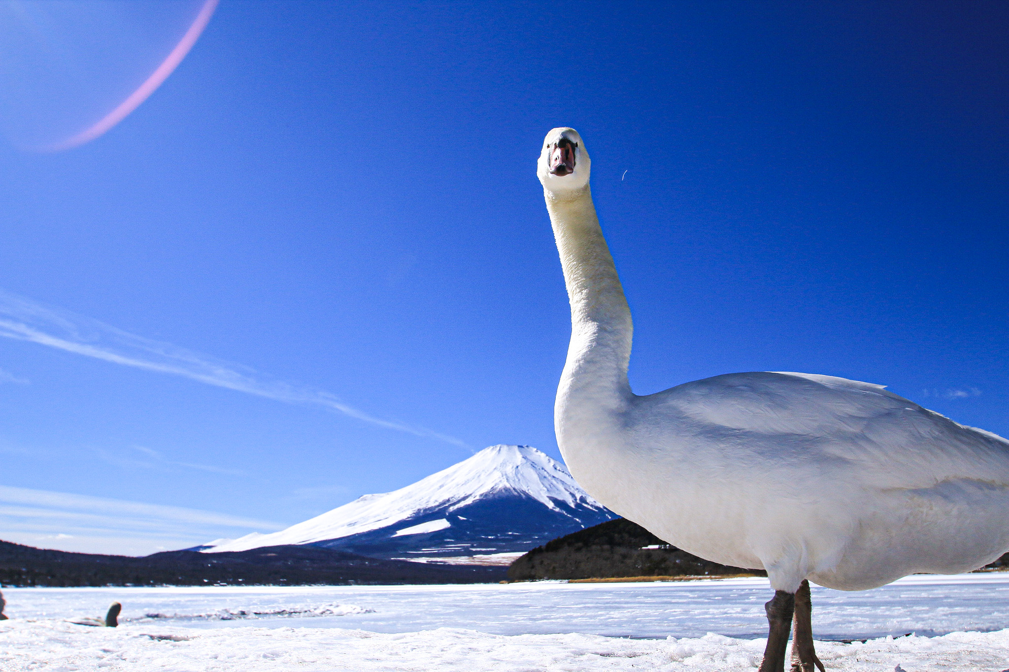富士山白鳥冬