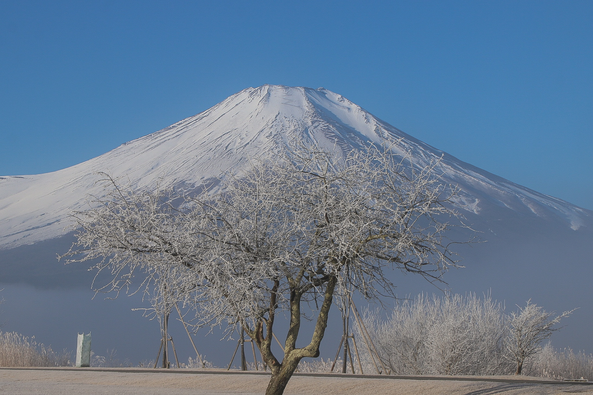 山中湖霧氷