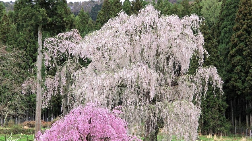 信州高山五大桜のひとつ「水中のしだれ桜」