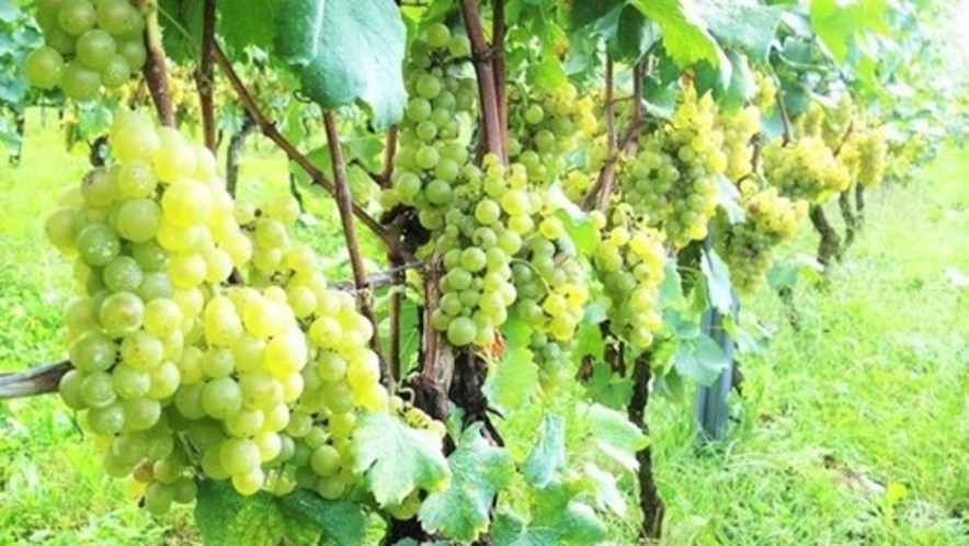 高山村のいたるところにワイン葡萄畑がご覧いただけます