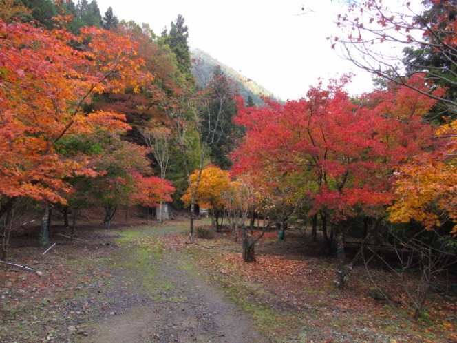 紅葉を満喫しながらのんびり散策