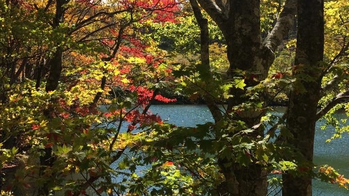 *【周辺】紅や黄色に染まった木々が水面に映り、より一層鮮やかさを感じさせてくれます。