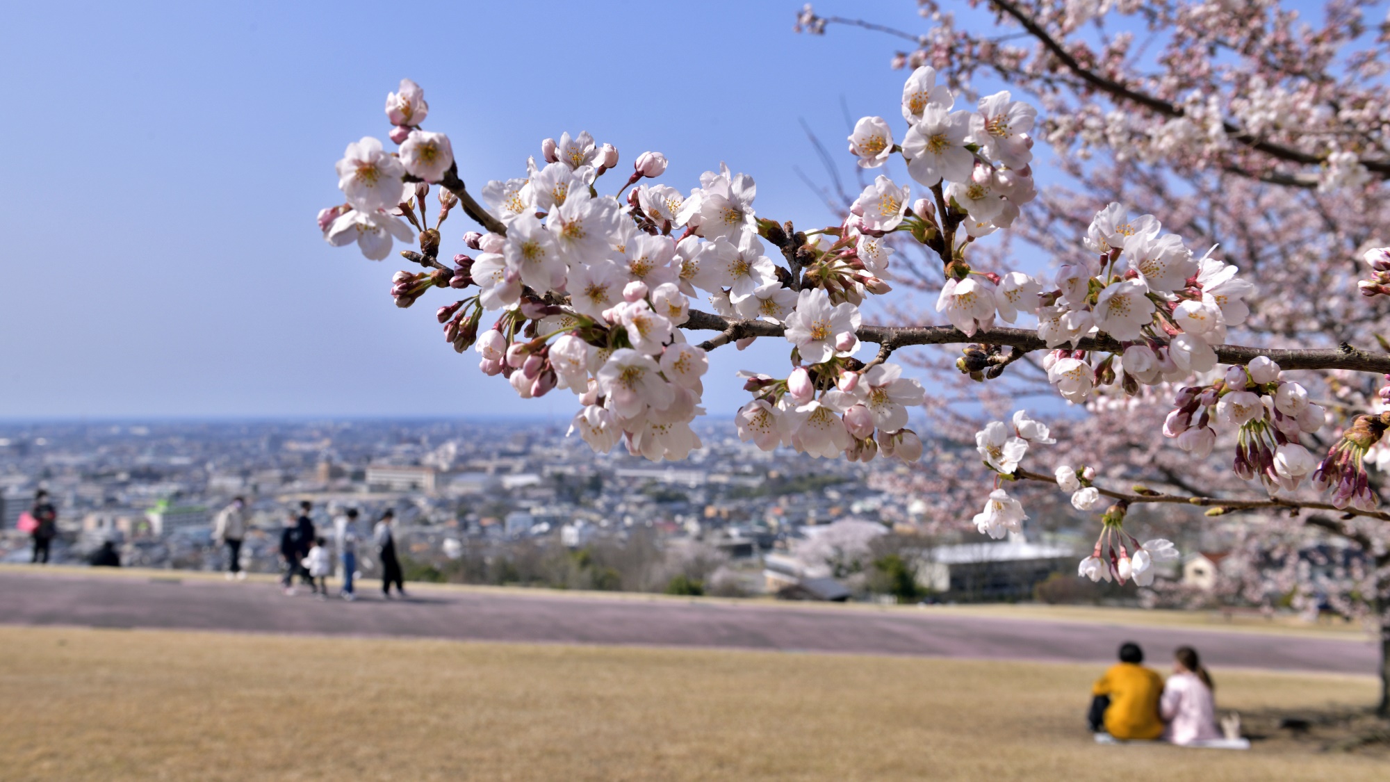 *【大乗寺丘陵公園】当館より車で約５分/春は桜と金沢の風景が楽しめます。