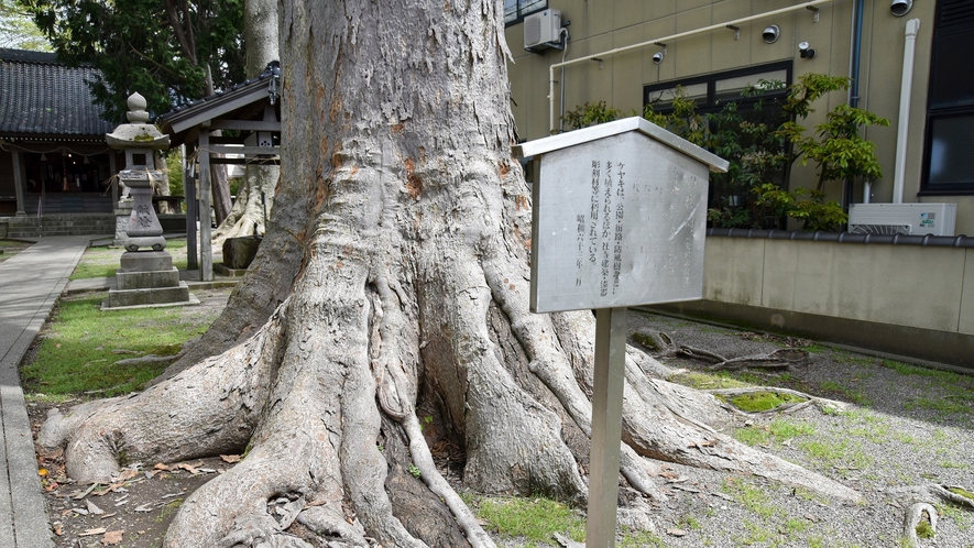 *【八幡神社】当館から徒歩約30秒！幹周4メートル以上の大ケヤキは金沢市の保存樹となっています。
