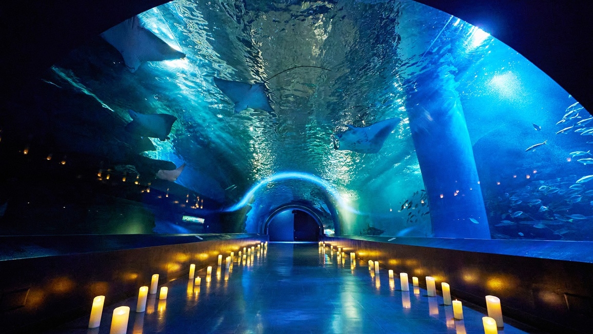 【12/16泊限定】閉館後の水族館で過ごすアーリークリスマス☆無料朝食“N’s morning”付き