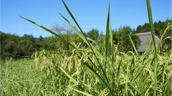 店の前では、毎年従業員みんなで作ったお米がすくすく育っております