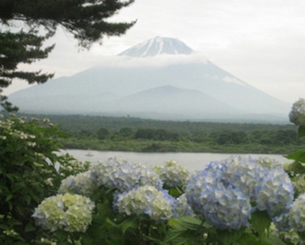 精進湖とアジサイと富士山