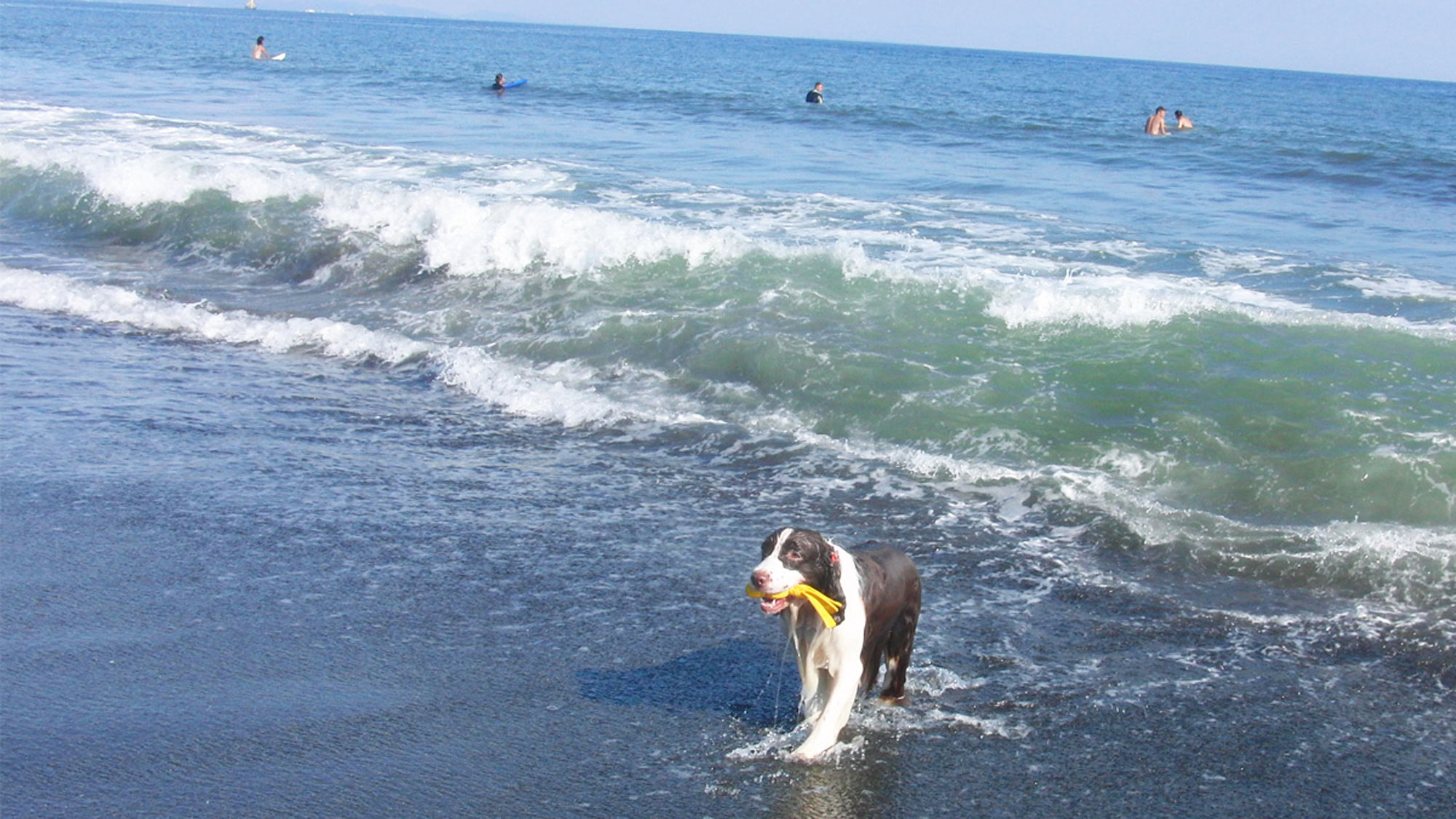 *ペットと宿泊OK／平塚海岸で気持ちよく水浴び♪いつもと違うお散歩にワンちゃんも興奮！
