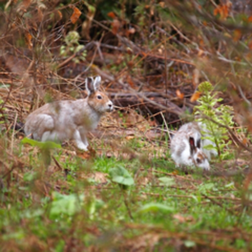 ラーチ周辺に生息する野生動物　エゾユキウサギ