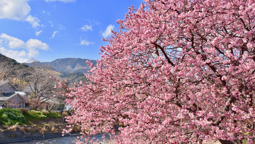 ◆2022年の河津桜まつりの日程は2/1～2/28となります 