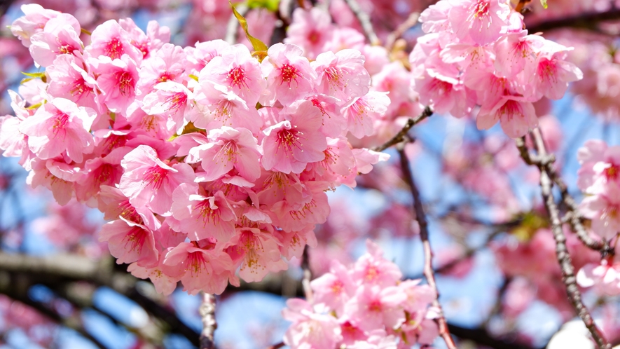◆ 厳冬の中咲き誇る河津桜 