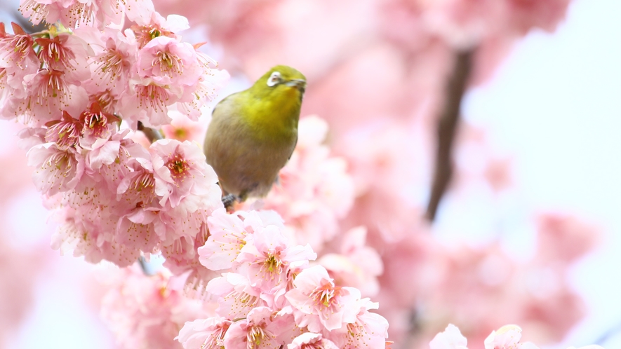 ◆河津桜◆一足早い春の訪れを感じてください！