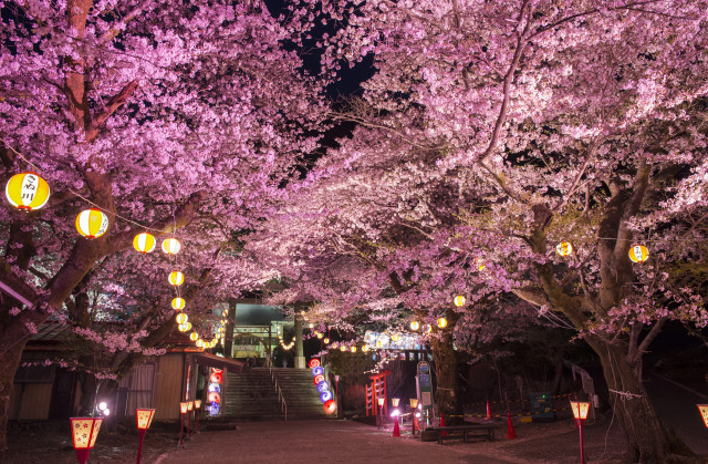 鬼怒川万華郷　夜桜ライトアップ　4月3日(金)～12日(日)開催