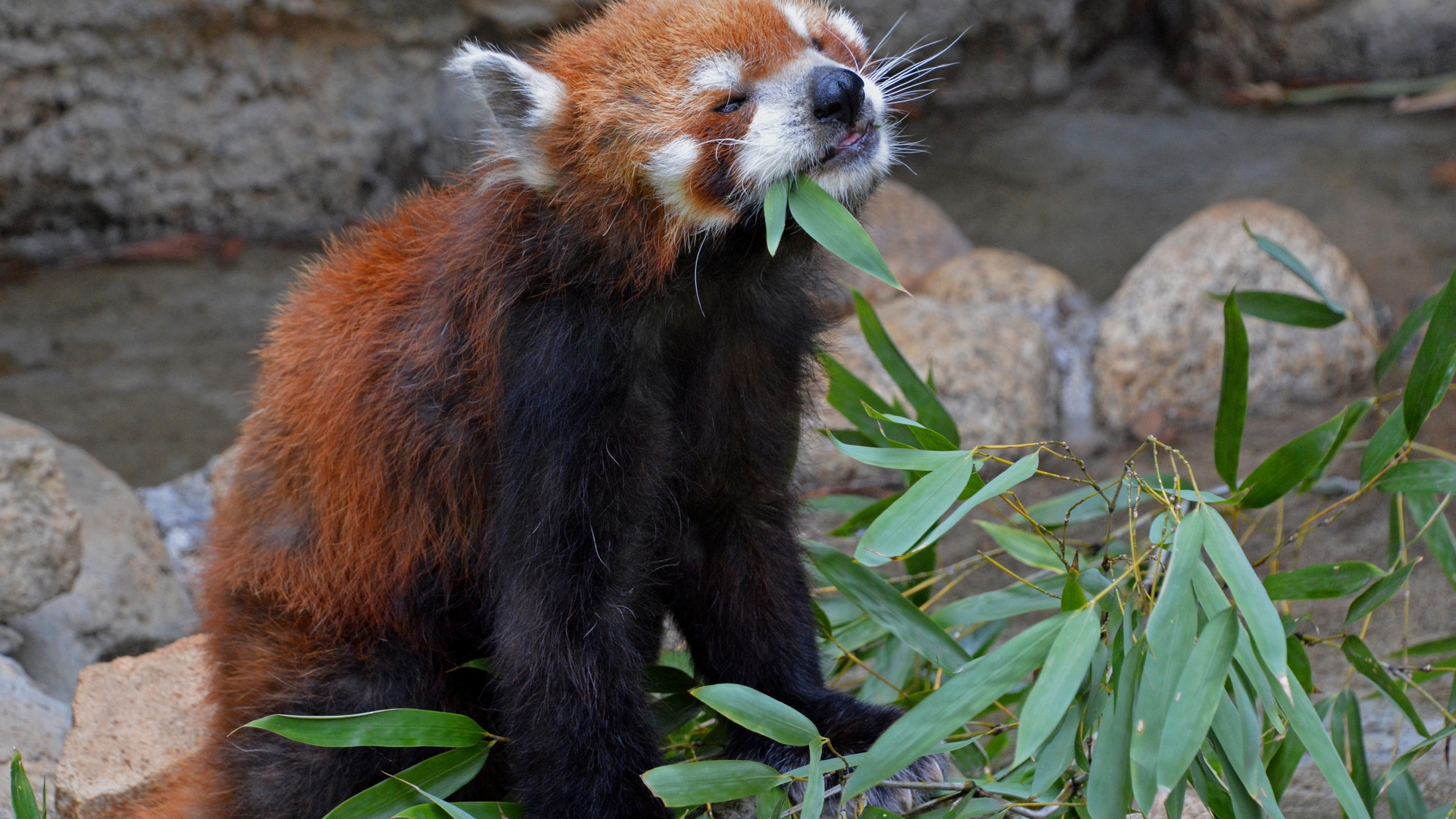 【江戸川区自然動物園】当館から車で15分