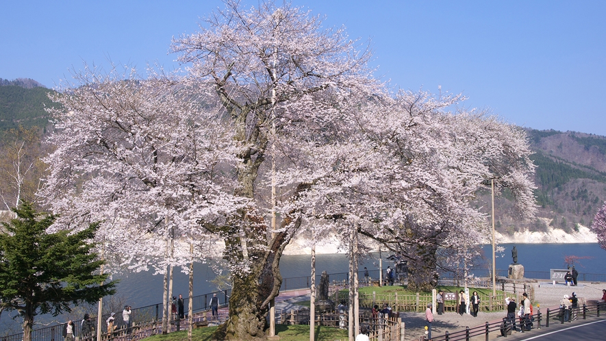 【荘川桜】樹齢500年の桜は圧巻の一言！ 例年4月下旬からGWが見頃♪当館から車で約15分。