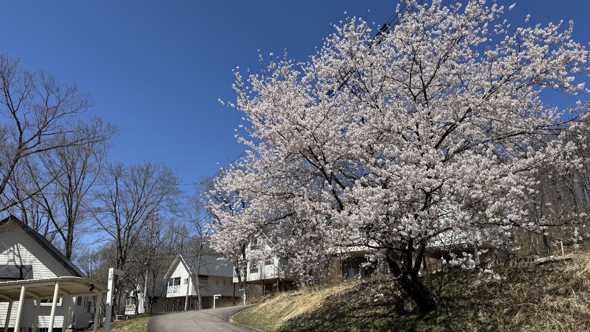 【敷地内・山桜】