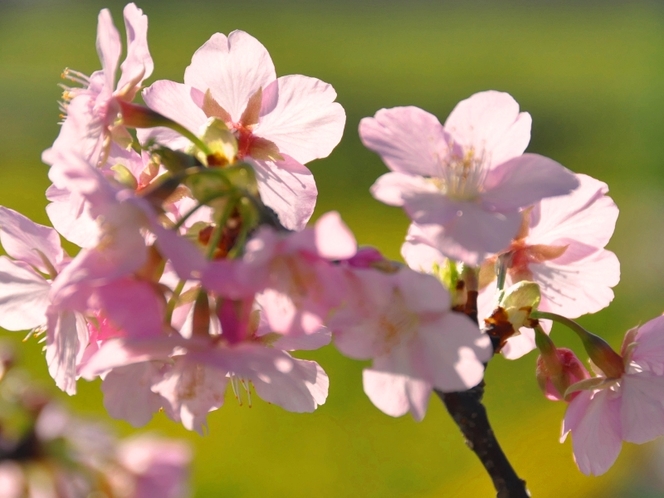 みなみの桜と菜の花祭りの桜です