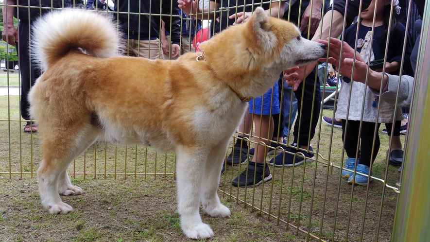 秋田犬ふれあい処