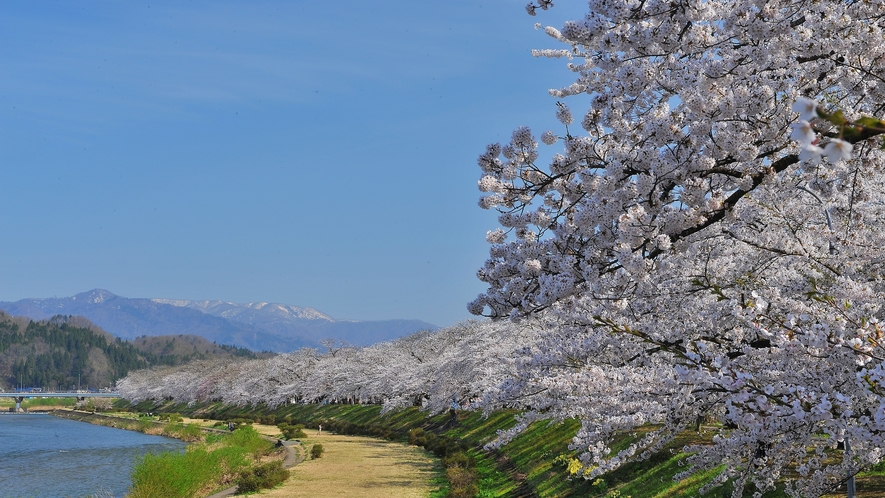 角館桜並木