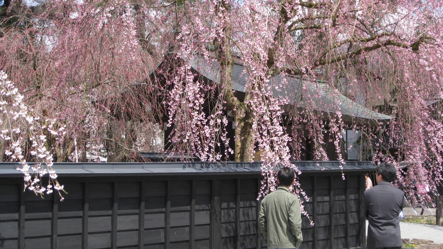 武家屋敷の桜