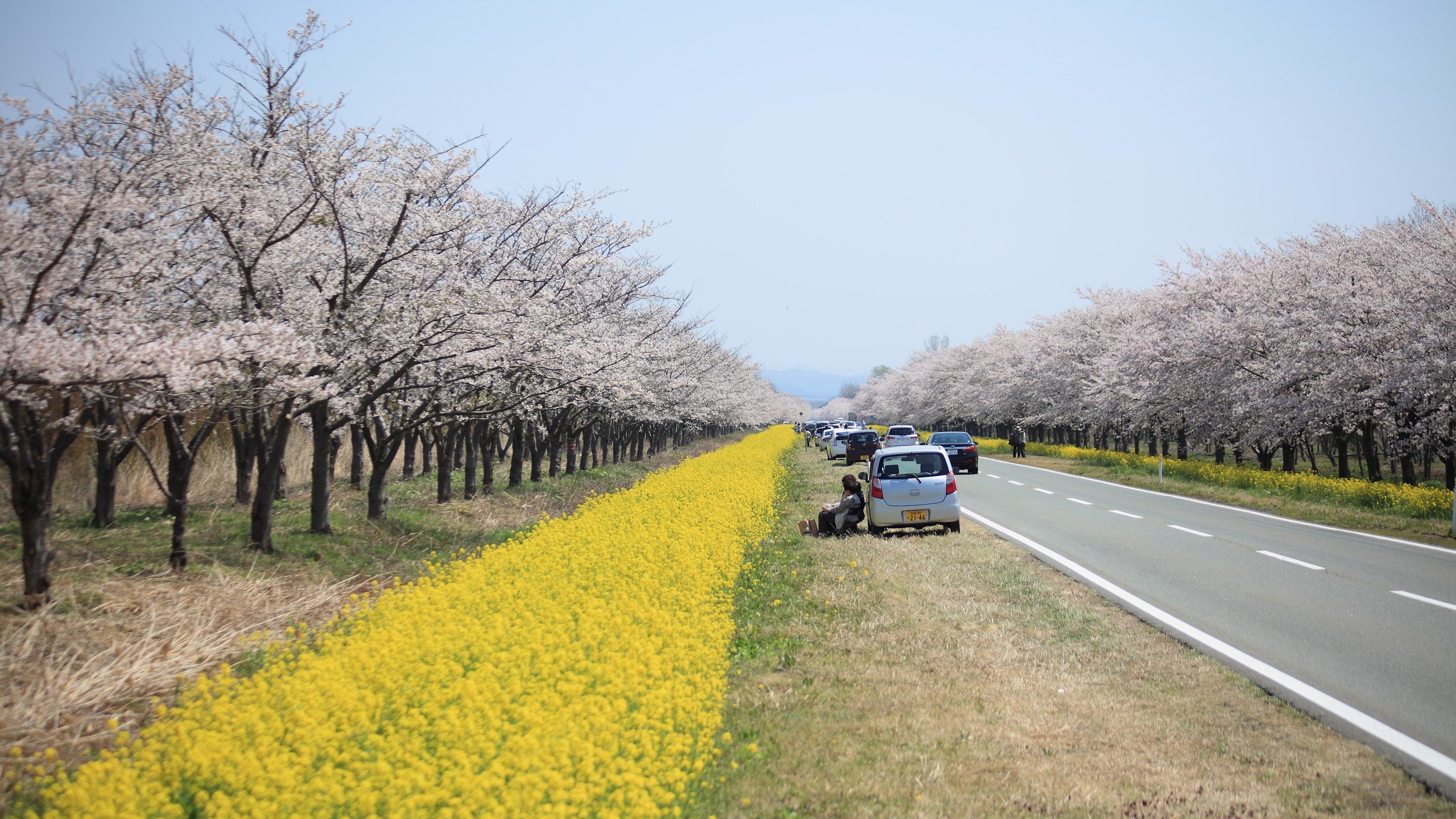 桜と菜の花（大潟村）