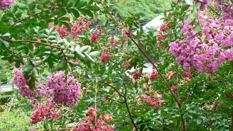 *【施設周辺】豊かな自然にかこまれ、四季折々の花がお楽しみいただけます！