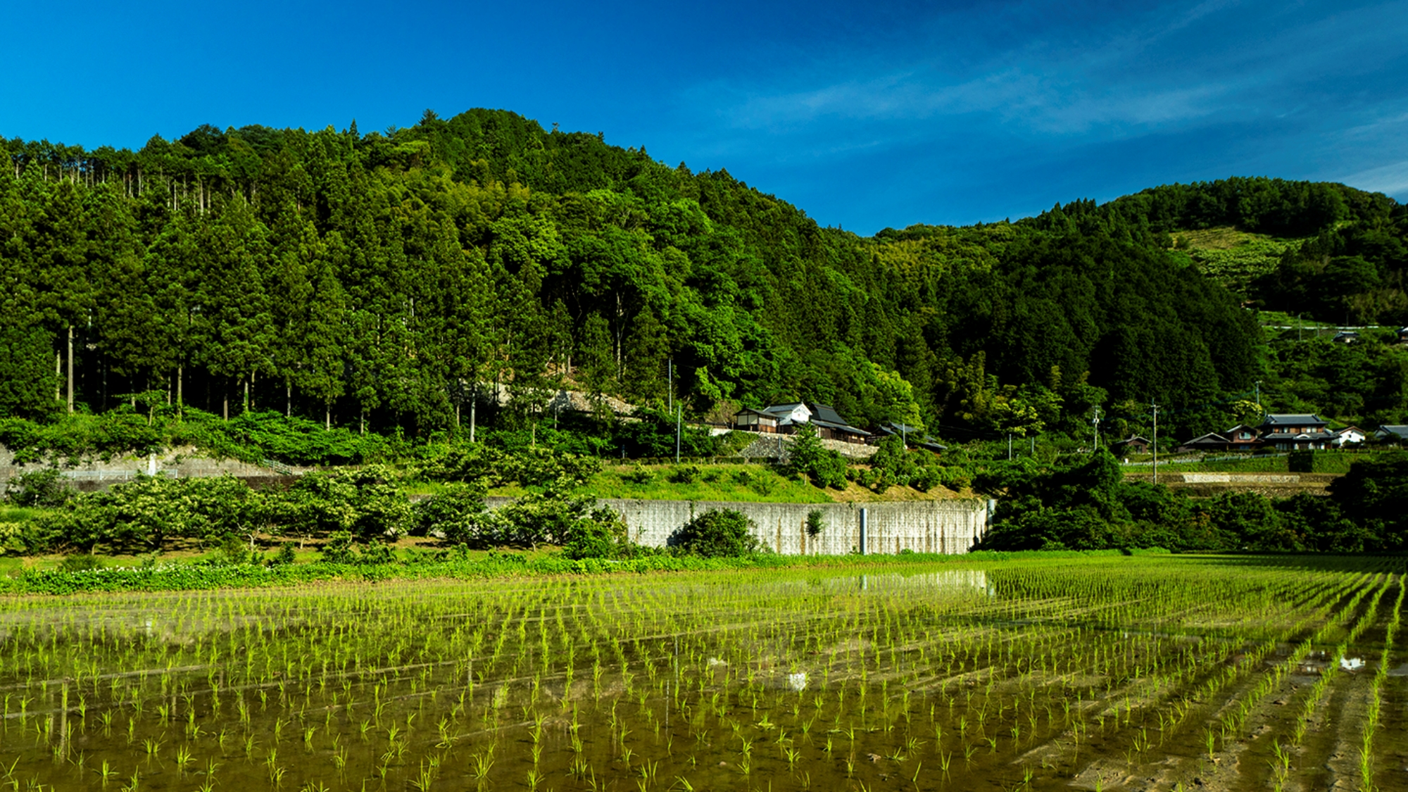 *田園風景が広がる周辺
