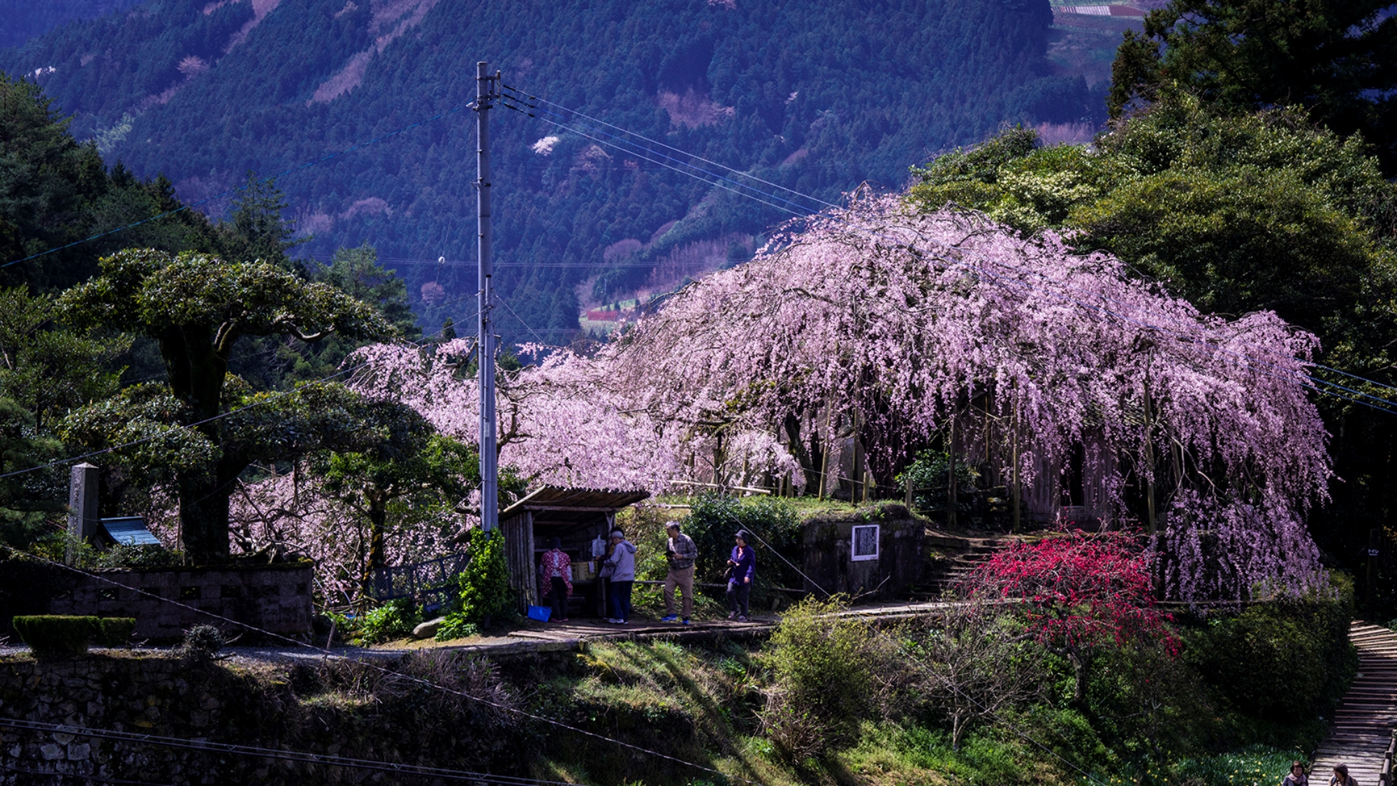 *【周辺施設】樹齢約350年『東のシダレザクラ』車で15分