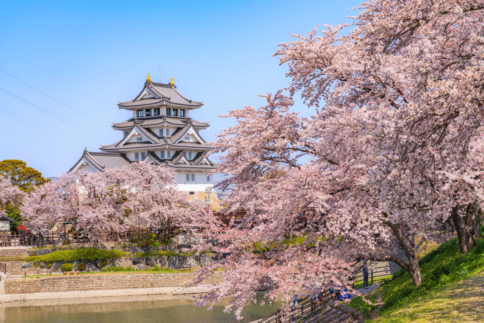 春の墨俣一夜城、満開の桜〈岐阜県大垣市〉☆