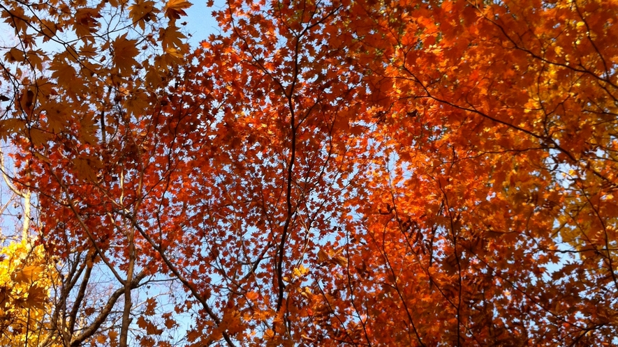 【周辺】ニセコ周辺の紅葉は9月下旬〜見頃です。