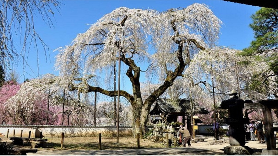 【清雲寺・しだれ桜】