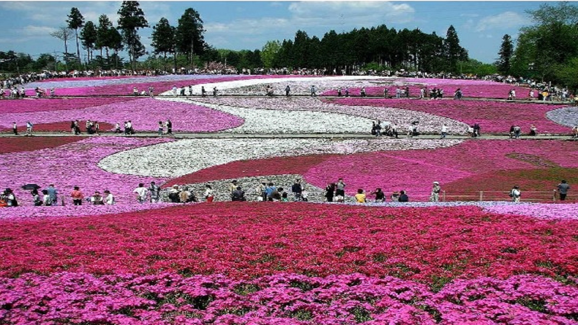 秩父・芝桜の丘（羊山公園）