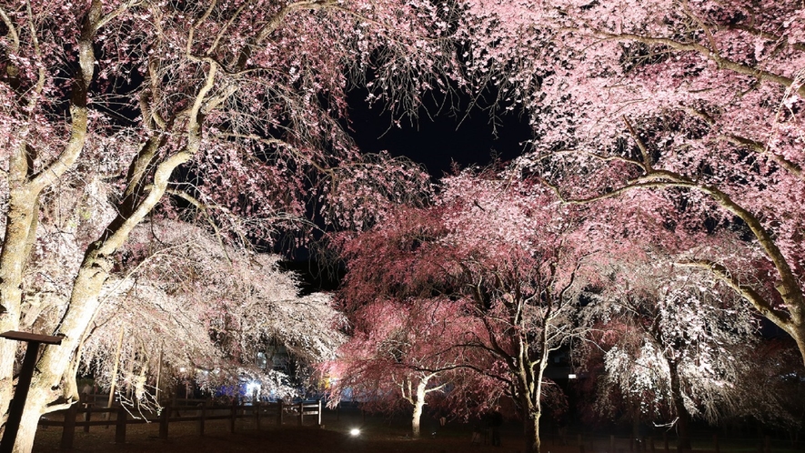 ☆秩父名所鑑賞ツアー☆夜桜舞う時期は、素敵な桜のライトアップにお連れいたします♪