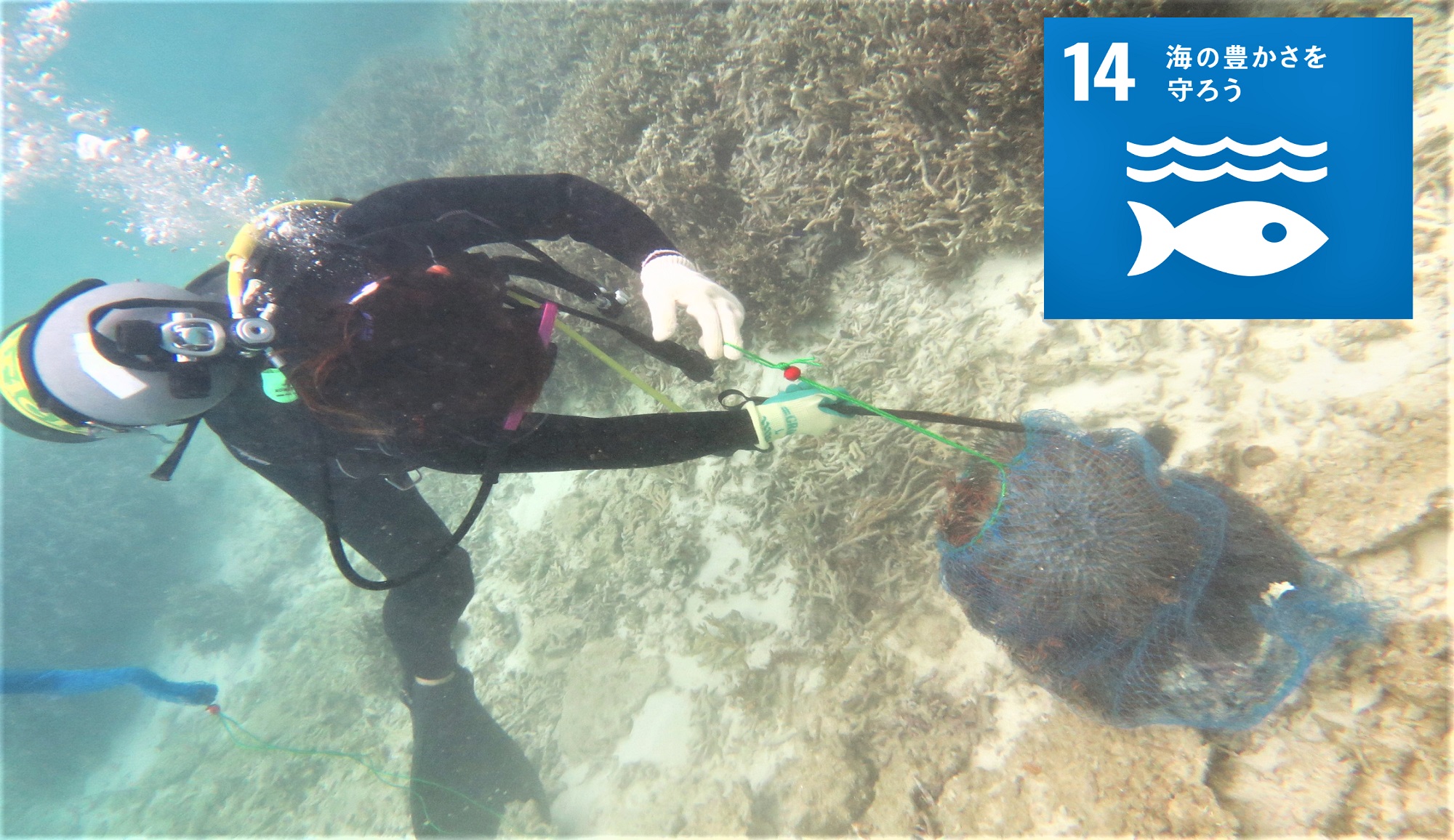 【SDGs】ビーチ内サンゴ礁の保全活動(海の豊かさを守ろう)