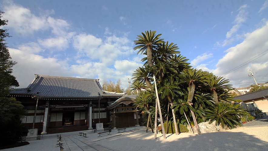 梵潮寺　長寿蘇鉄