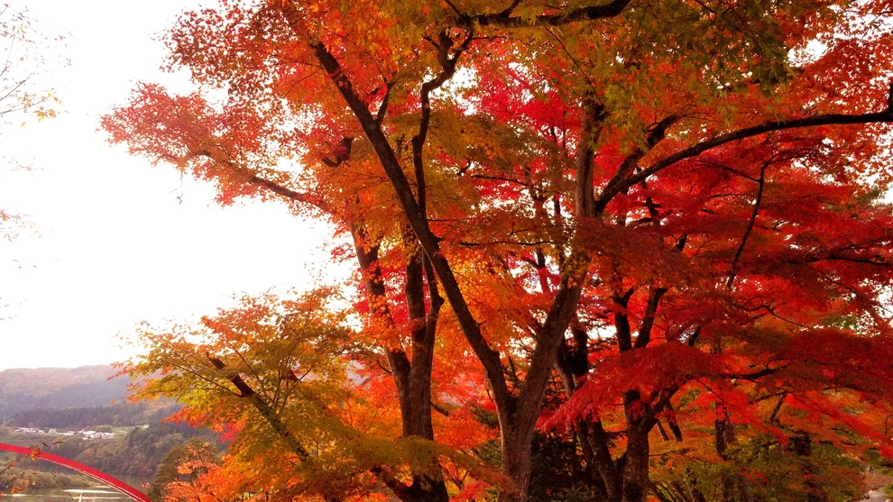 【内田屋秋の膳】紅葉＆グルメ旅♪松茸ごはん、土瓶蒸しで秋の香りを満喫！