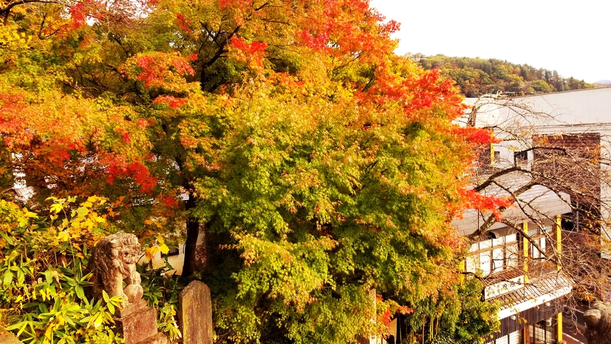 #紅葉の内田屋