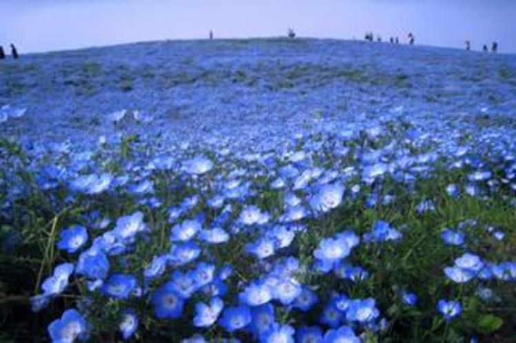 国営ひたち海浜公園