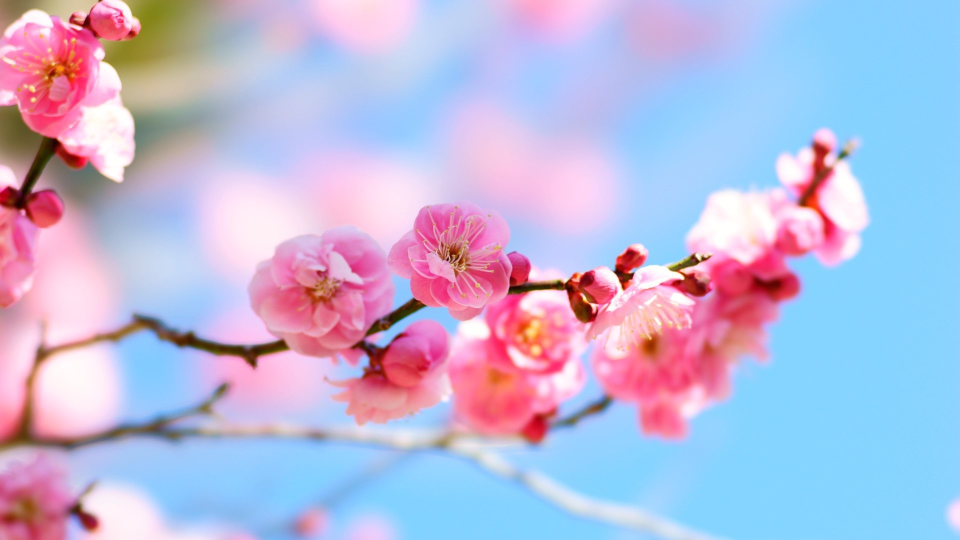 【梅】湯河原温泉☆4000本の梅咲き乱れる絶景【湯河原梅林・梅の宴満喫プラン】3大特典付きだヨ（^^